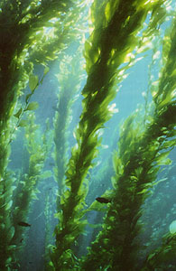 kelp