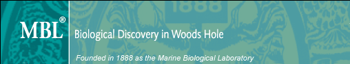 MBL | Biological Discovery in Woods Hole