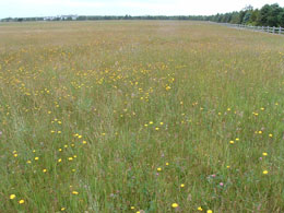 sandplain grassland