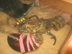 healthy lobster