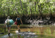 mangrove estuary
