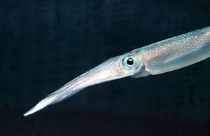 Loligo pealeii (Longfin inshore squid)