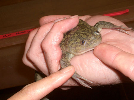 Xenopus frog