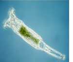 Rotifer